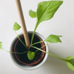 Bloom Your Message Plantbaar Potlood | Vergeet-Me-Nietjes